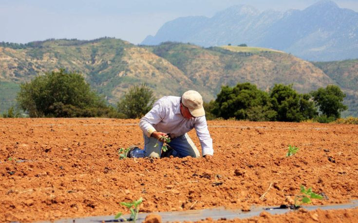 Παντζάρι γίγας 10 κιλών στην Κρήτη (εικόνα)